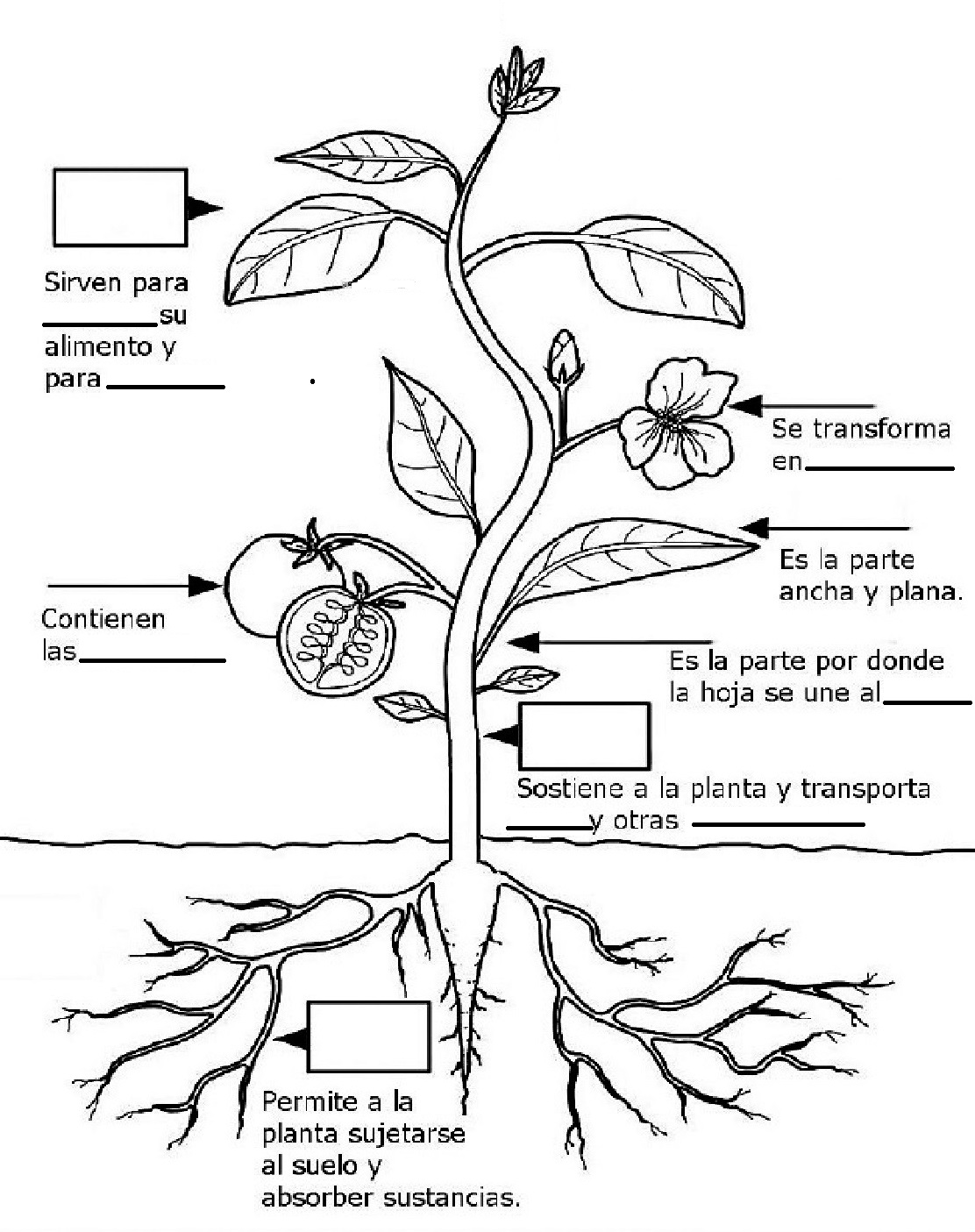 abrigo sinsonte atómico DOCENTECA - Las plantas + Actividades para primaria